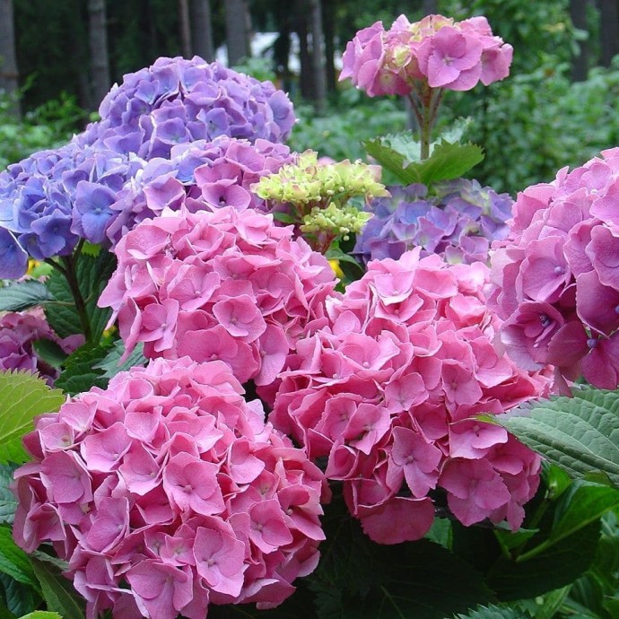 Чем подкармливать гортензию, чтоб цветы были розовыми или голубыми?