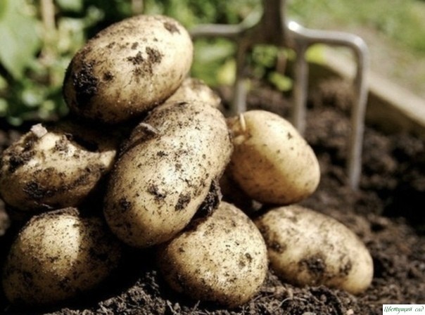 9 советов для высокого урожая картофеля!