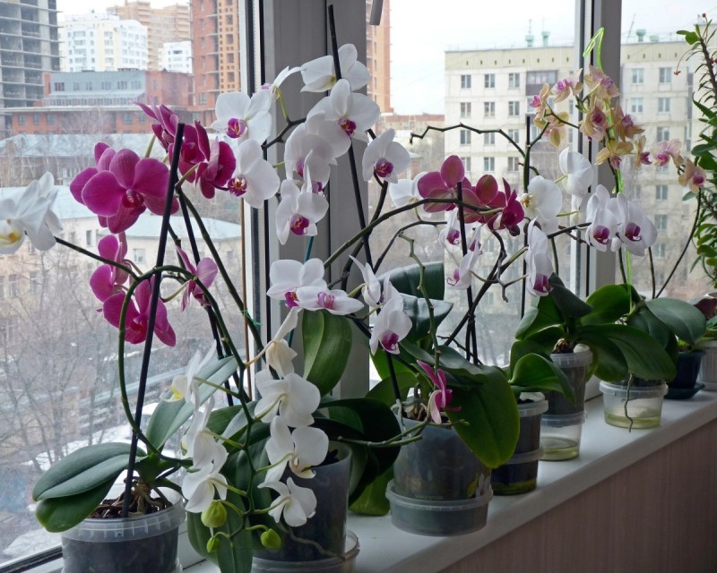 Ваша орхидея зацвела? Узнайте 5 главных правил ухода для длительного цветения 