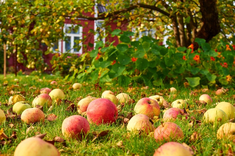 Почему осыпаются яблоки