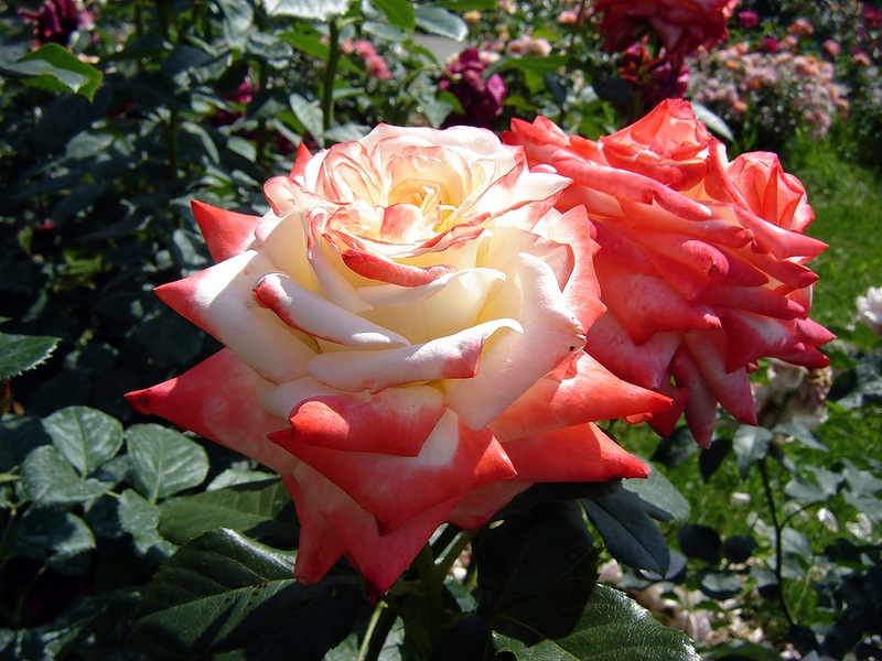12 причин угнетающие розу. болезни и вредители роз