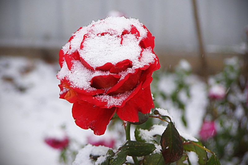 Простой способ укрыть розы и другие цветы на зиму, чтобы не замёрзли