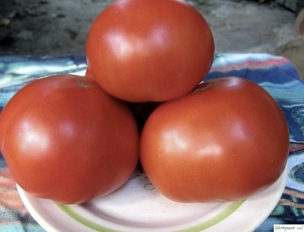 Крутой способ, чтобы вырастить большие томаты