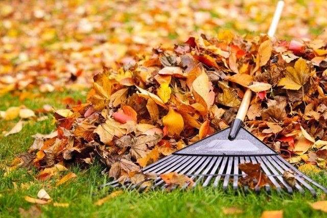 Нужно ли убирать опавшие осенью листья из сада?