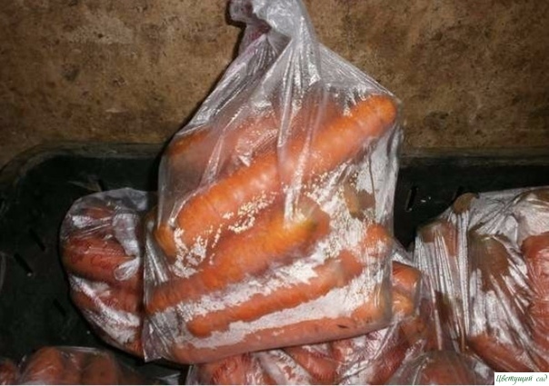 Отличный способ хранения моркови
