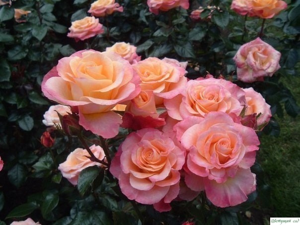 6 ошибок в выращивании роз на даче.