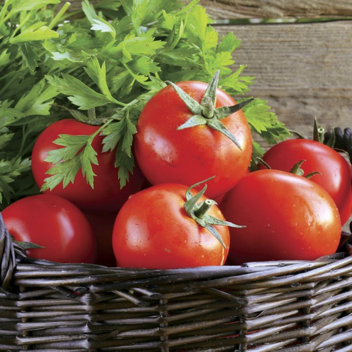 САМЫЕ РАННИЕ СОРТА ТОМАТОВ. Раннеспелые томаты могут расти и в открытом грунте
