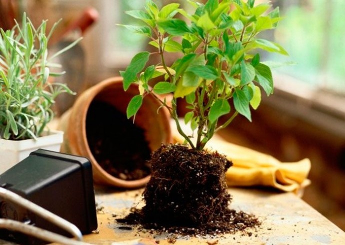 Земля для комнатных растений: готовим грунт самостоятельно