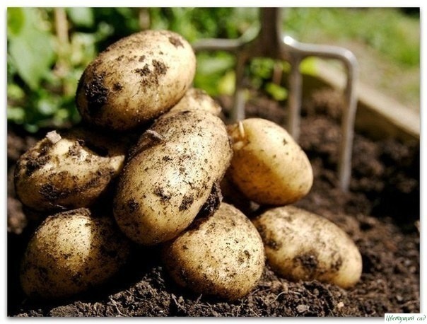 Девять советов для высокого урожая картофеля