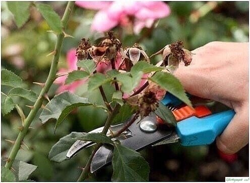О том, как правильно обрезать розы: