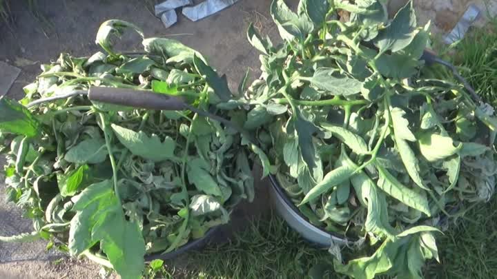 Использование помидорной ботвы на огороде