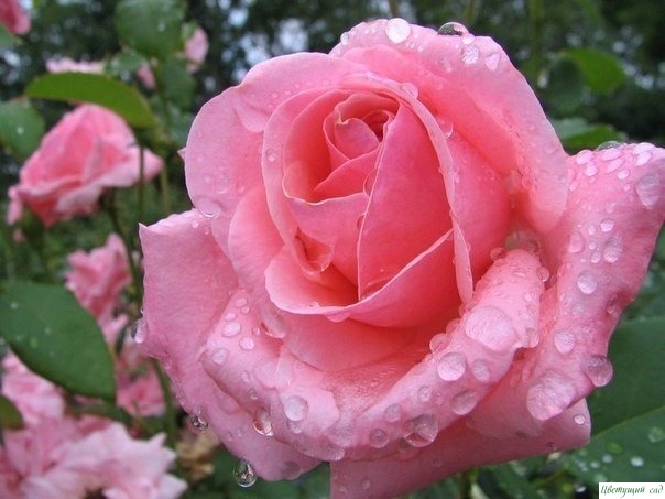 8 хитростей выращивания роз