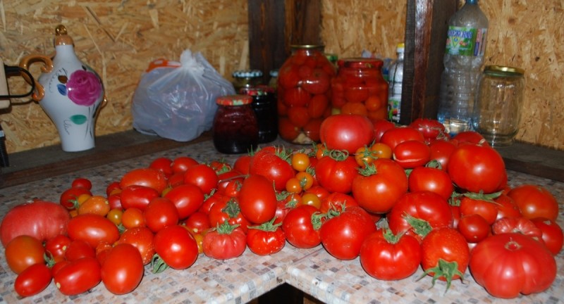 Опыт выращивания томатов от одной огородницы