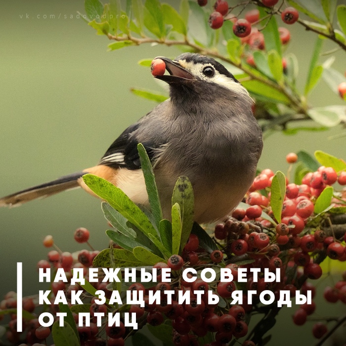 7 надежных советов как защитить ягоды от птиц