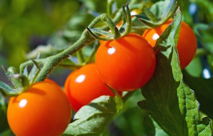 Маленькие секреты выращивания вкусных помидоров