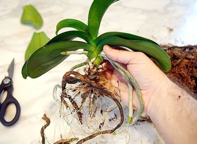 Как определить, что орхидею пора пересаживать, и как это лучше сделать?