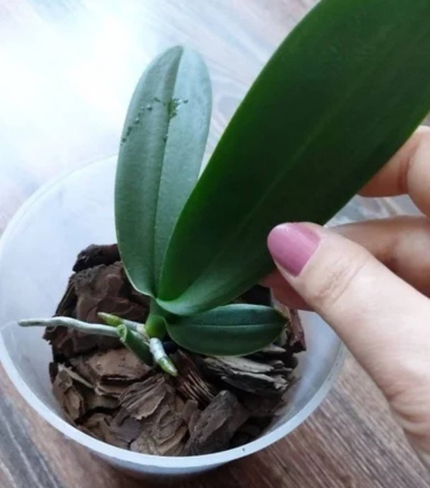 Размножение Орхидеи детками. Когда и как отделять деток орхидеи