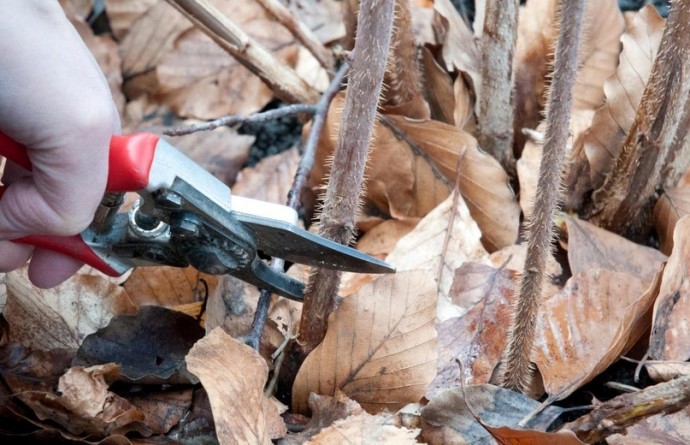 Как обрезать малину осенью? Почему важна осенняя обрезка?