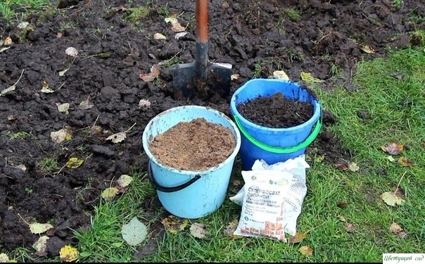 Какие удобрения вносить осенью под перекопку в почву?