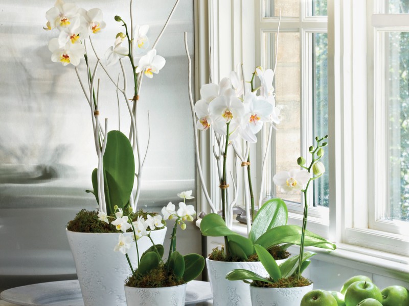 Все, что нужно знать о цветении орхидей 
