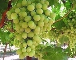 Как выращивать виноград без особых хлопот