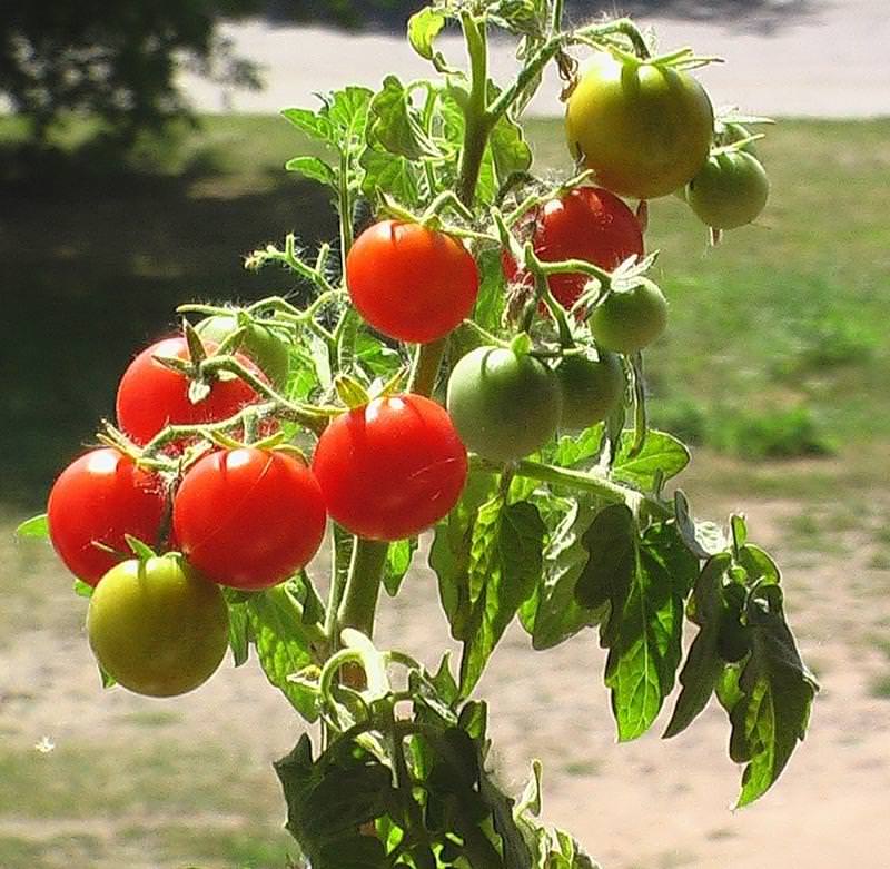 Как я эффективно поборола фитофтору на томатах? мои 4 секрета 