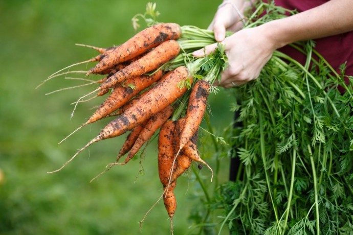 Садить морковь легко, делаю так каждый год.