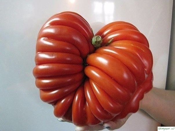 10 правил при выращивании томатов!