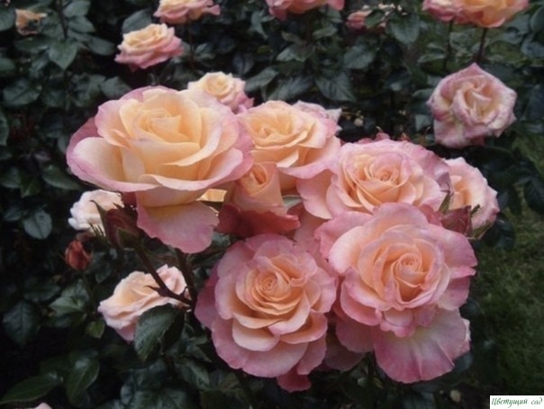 Шесть ошибок в выращивании роз на даче: