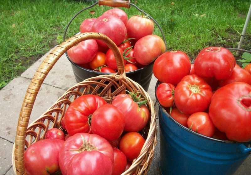 Как не дать помидорам жировать
