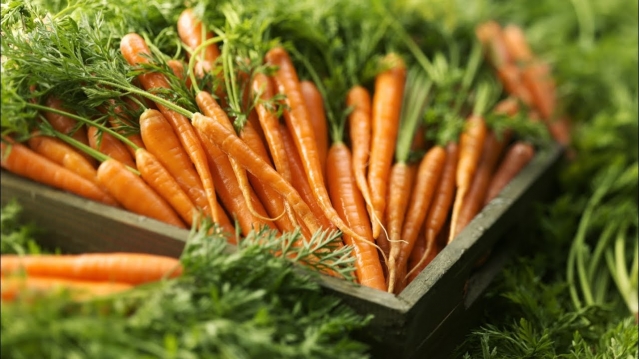 10 способов посева семян моркови