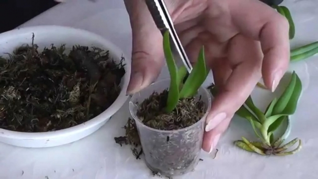 ​Выращиваем детку на орхидее
