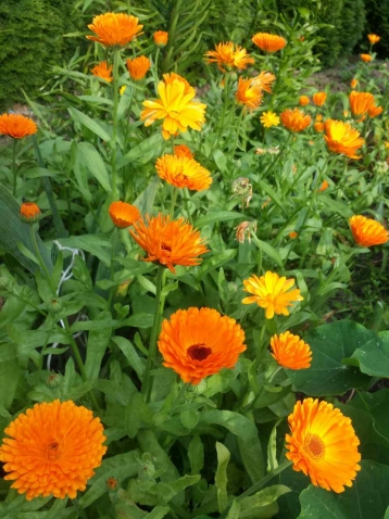 Цветы в моем саду. Середина лета.