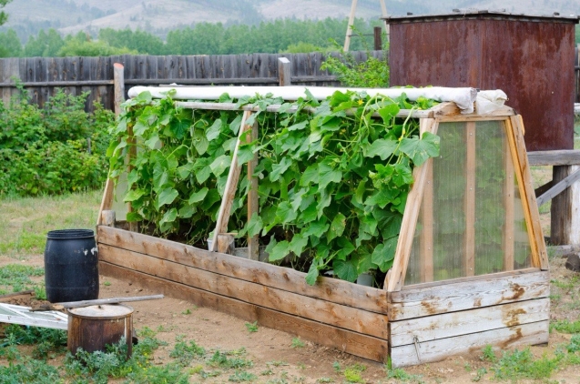 ​Как выращивать, к чему подвязывать огурцы в теплице на даче?