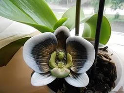 Цветение Орхидеи, и что делать когда отцветет?