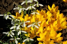 9 самых ранних цветов для вашего сада