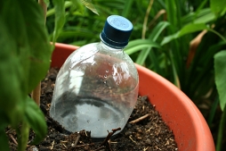 Делаем систему капельного полива из пластиковых бутылок