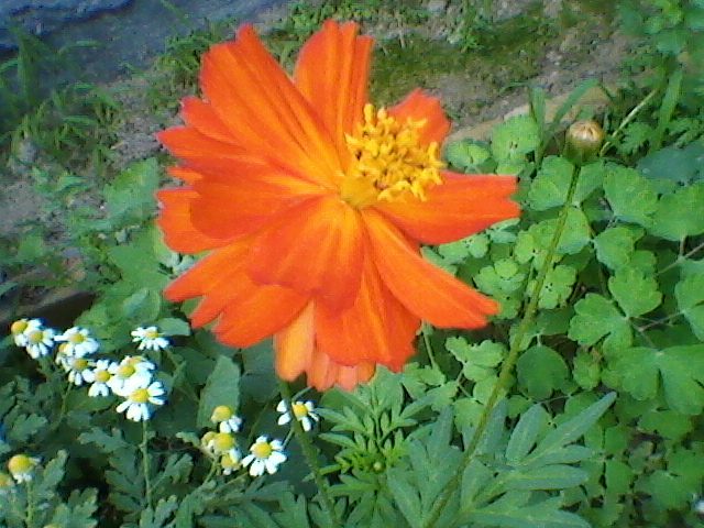Сад ы цвету 2