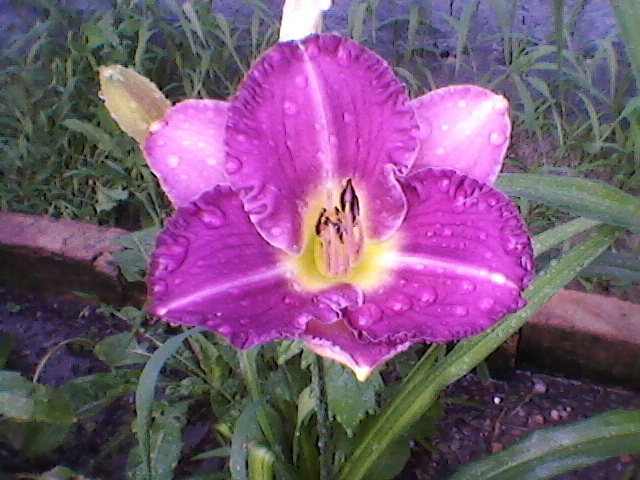 Сад ы цвету 2
