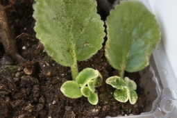 Размножение сенполии листовым черенком