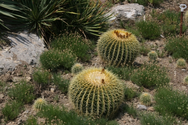 Кактусовая оранжерея Никитского ботанического сада