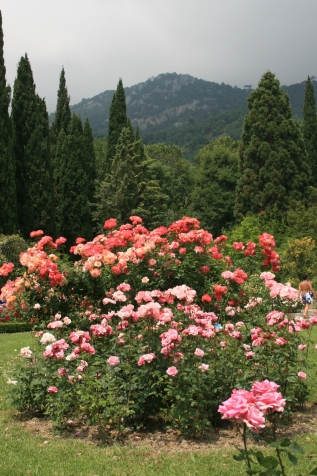 Розы Никитского ботанического сада