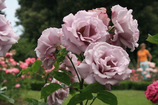 Розы Никитского ботанического сада