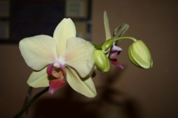 Дела орхидейные