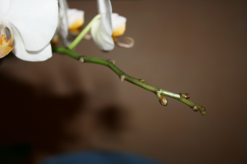 Дела орхидейные