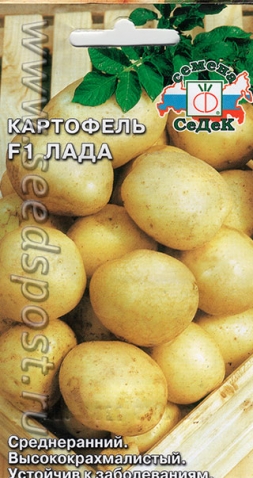 Картофель из семян