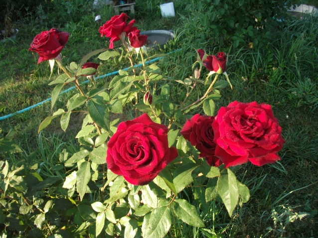 Мои розы. Продолжение