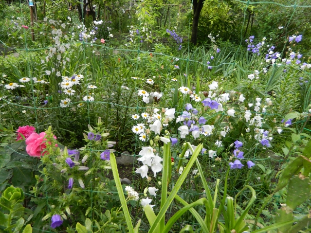 цветы в моем огороде и саду.
