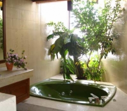 Комнатные растения для ванной комнаты