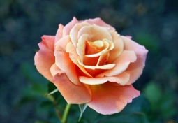 Техника для обильного цветения Роз